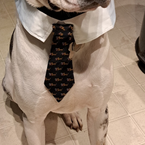🙃6/$10 Neck Tie For Your Large Dog - Picture 7 of 7